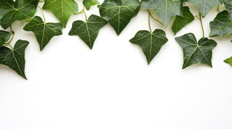 白色背景下蕨类植物叶子的特写镜头