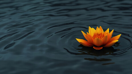 白色背景下漂浮的花朵的特写镜头