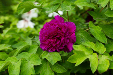 春天盛开的一朵牡丹花“首案红”花朵特写