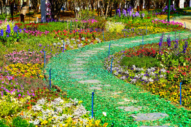 北京：海淀“莫奈花园”鲜花盛放美如油画