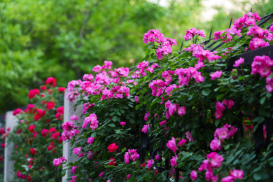 春天盛开的满墙粉色蔷薇花花海