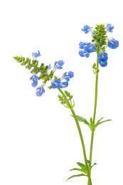 两支开花的天蓝鼠尾草