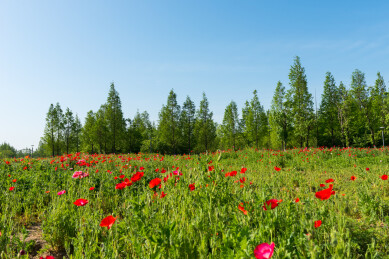 红色花田与蓝天