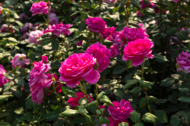 盛开的粉红色月季花丛