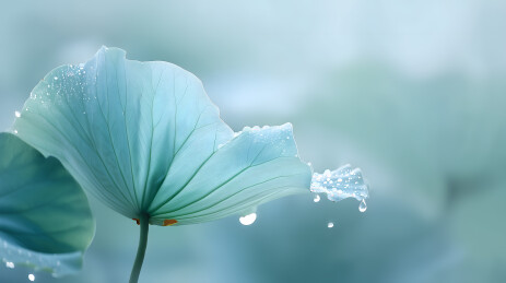 雨后青莲叶晶莹剔透美