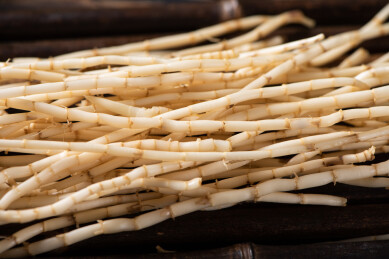 新鲜茅草根特写