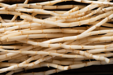 新鲜茅草根特写