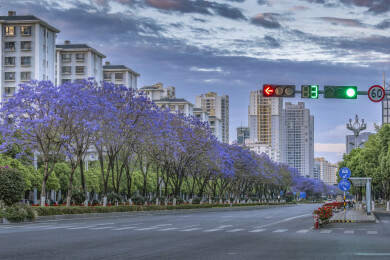 昆明北京路蓝花楹盛开