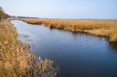 秋天秋风吹动湖边黄色芦苇荡