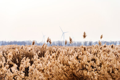 秋天秋风吹动湖边黄色芦苇荡
