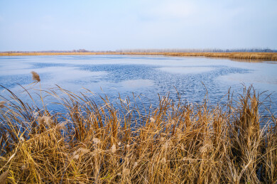 秋天秋风吹动湖边黄色芦苇荡