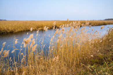 秋天秋风吹动湖边黄色芦苇荡