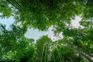 中华园里的竹林