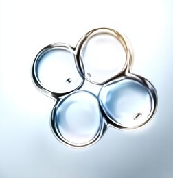 四细胞期胚胎显微镜图像