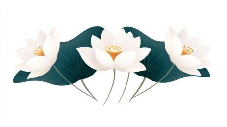 三朵白莲花图