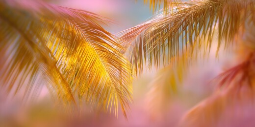 夏日椰林金黄时光