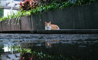 趴在台阶上的一只橘猫与它的清晰倒影