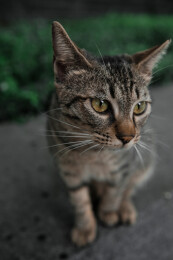 近距离接触坐在台阶上的狸花猫