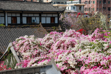 深圳甘坑古镇勒杜鹃花