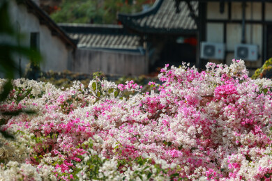 深圳甘坑古镇勒杜鹃花
