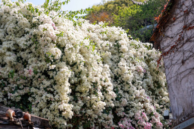 深圳甘坑古镇勒杜鹃花