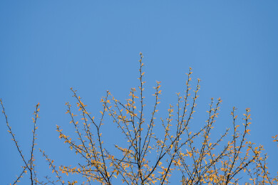 蓝天映衬下的嫩枝新芽