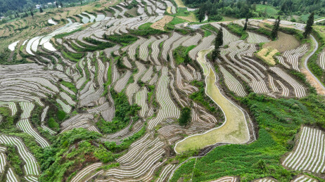 夏日梯田绘就诗意农耕图