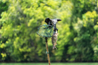 鸬鹚捕鱼的瞬间