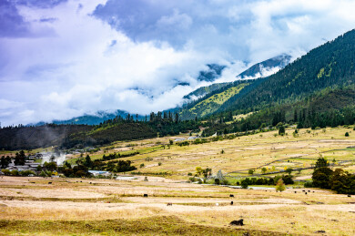 中国西藏林芝市鲁朗镇风光