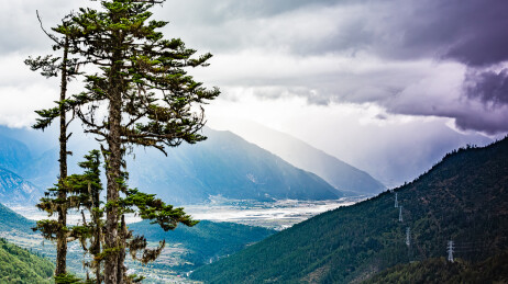 中国西藏林芝市鲁朗林海风光