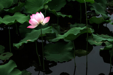 一朵害羞的荷花