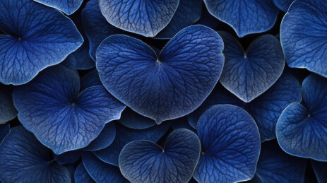 植物上的雪特写镜头