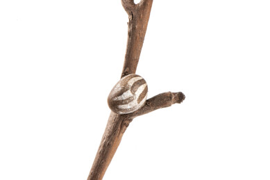 树枝上的黄刺蛾虫茧特写