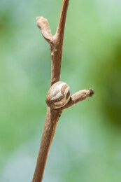 树枝上的黄刺蛾虫茧特写