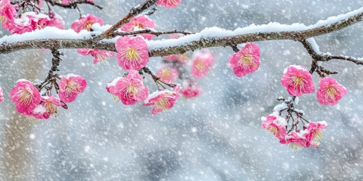 粉梅雪景唯美自然场景