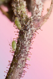 趴在植物上的蚜虫