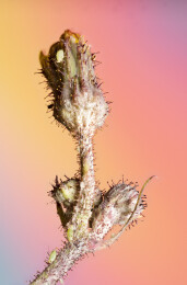 趴在植物上的蚜虫