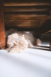 英国长毛猫趴在木质椅子下晒着太阳睡懒觉