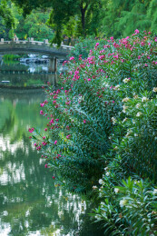 中式园林公园石桥湖水岸边红花夹竹桃盛开