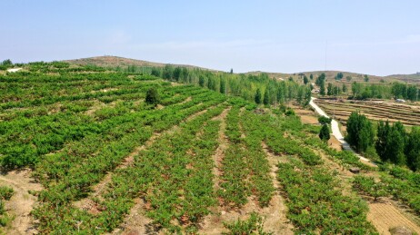 漫山遍野都是“钱袋子”  桃园生机盎然