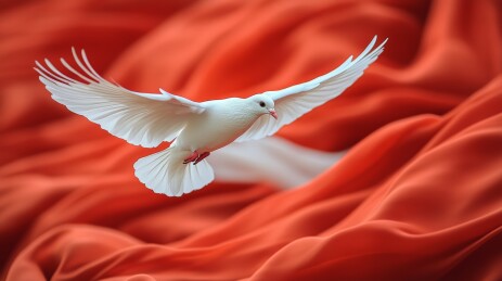 白鸽红绸象征风和平场景