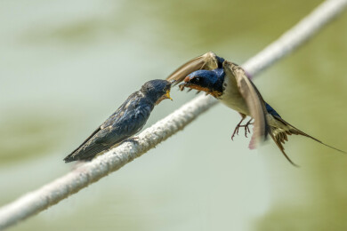 燕子喂食