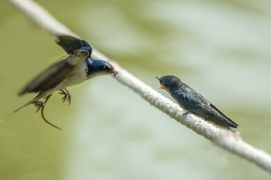 燕子喂食