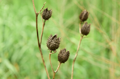 干枯植物的种子荚