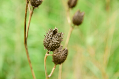干枯植物的种子荚