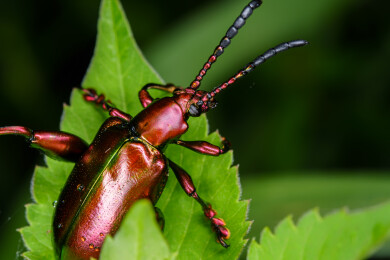 绿叶上的紫茎甲金属光泽甲虫