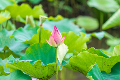 含苞待放的莲花静谧绽放