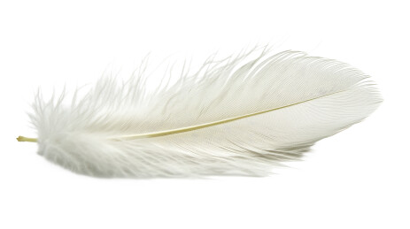 白色羽毛特写