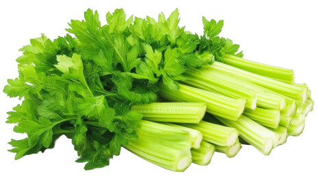 新鲜芹菜茎