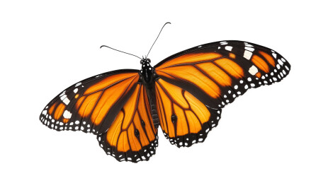 翩翩起舞的帝王斑蝶